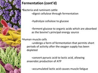 Fermentation (cont’d)
•Bacteria and ruminant cattle
        -digest cellulose through fermentation

       -hydrolyze cellulose to glucose

       -ferment glucose to organic acids which are absorbed
       as the bovine’s principal energy source

•Human muscle cells
       -undergo a form of fermentation that permits short
   periods of activity after the oxygen supply has been
   depleted

      -convert pyruvic acid to lactic acid, allowing
   anaerobic production of ATP

       -accumulated lactic acid causes muscle fatigue
 