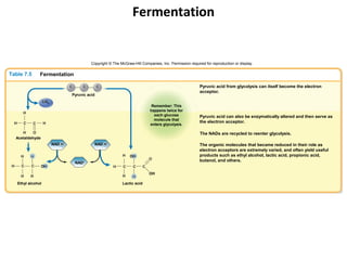 Fermentation


                                              Copyright © The McGraw-Hill Companies, Inc. Permission required for reproduction or display.

Table 7.5         Fermentation

                                    C     C        C                                                       Pyruvic acid from glycolysis can itself become the electron
                                                                                                           acceptor.
                                    Pyruvic acid
                      CO2
                                                                                  Remember: This
                                                                                 happens twice for
         H
                                                                                   each glucose            Pyruvic acid can also be enzymatically altered and then serve as
                                                                                   molecule that
  H      C    C       H                                                                                    the electron acceptor.
                                                                                 enters glycolysis.

        H    O                                                                                             The NADs are recycled to reenter glycolysis.
     Acetaldehyde
                            NAD H                  NAD H                                                   The organic molecules that became reduced in their role as
                                                                                                           electron acceptors are extremely varied, and often yield useful
       H     H                                                 H    OH                                     products such as ethyl alcohol, lactic acid, propionic acid,
                                                                                 O                         butanol, and others.
                                        NAD
                                          +

 H      C    C      OH                                     H    C    C       C
                                                                                 OH
       H     H                                                 H     H
      Ethyl alcohol                                            Lactic acid
 