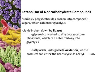 Catabolism of Noncarbohydrate Compounds
•Complex polysaccharides broken into component
sugars, which can enter glycolysis

•Lipids broken down by lipases
        -glycerol converted to dihydroxyacetone
    phosphate, which can enter midway into
    glycolysis

      -fatty acids undergo beta oxidation, whose
   products can enter the Krebs cycle as acetyl  CoA
 