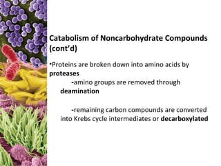 Catabolism of Noncarbohydrate Compounds
(cont’d)
•Proteins are broken down into amino acids by
proteases
       -amino groups are removed through
    deamination

       -remaining carbon compounds are converted
   into Krebs cycle intermediates or decarboxylated
 