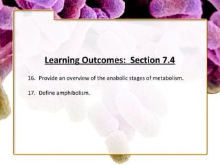 Learning Outcomes: Section 7.4
16. Provide an overview of the anabolic stages of metabolism.

17. Define amphibolism.
 