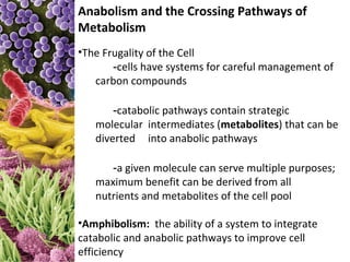 Anabolism and the Crossing Pathways of
Metabolism
•The Frugality of the Cell
       -cells have systems for careful management of
   carbon compounds

       -catabolic pathways contain strategic
   molecular intermediates (metabolites) that can be
   diverted into anabolic pathways

      -a given molecule can serve multiple purposes;
   maximum benefit can be derived from all
   nutrients and metabolites of the cell pool

•Amphibolism: the ability of a system to integrate
catabolic and anabolic pathways to improve cell
efficiency
 