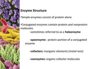 Enzyme Structure
•Simple enzymes consist of protein alone

•Conjugated enzymes contain protein and nonprotein
molecules
       -sometimes referred to as a holoenzyme

      -apoenzyme: protein portion of a conjugated
   enzyme

       -cofactors: inorganic elements (metal ions)

       -coenzymes: organic cofactor molecules
 