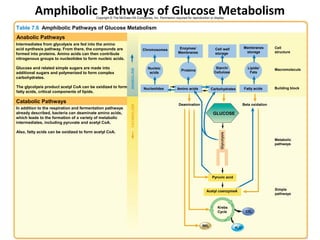 Amphibolic Pathways of Glucose Metabolism
                                          Copyright © The McGraw-Hill Companies, Inc. Permission required for reproduction or display.


Table 7.6 Amphibolic Pathways of Glucose Metabolism
Anabolic Pathways
Intermediates from glycolysis are fed into the amino
acid synthesis pathway. From there, the compounds are                                                Enzymes/                  Cell wall              Membranes        Cell
                                                                               Chromosomes
                                                                                                    Membranes                  storage                 storage         structure
formed into proteins. Amino acids can then contribute
nitrogenous groups to nucleotides to form nucleic acids.

Glucose and related simple sugars are made into                                  Nucleic                                       Starch/                  Lipids/        Macromolecule




                                                                  ANABOLISM
                                                                                                       Proteins
additional sugars and polymerized to form complex                                 acids                                       Cellulose                  Fats
carbohydrates.

The glycolysis product acetyl CoA can be oxidized to form                      Nucleotides          Amino acids             Carbohydrates             Fatty acids      Building block
fatty acids, critical components of lipids.

Catabolic Pathways                                                                                   Deamination                                      Beta oxidation




                                                                  CATABOLISM
In addition to the respiration and fermentation pathways
already described, bacteria can deaminate amino acids,                                                                       GLUCOSE
which leads to the formation of a variety of metabolic
intermediates, including pyruvate and acetyl CoA.

Also, fatty acids can be oxidized to form acetyl CoA.




                                                                                                                                  Glycolysis
                                                                                                                                                                       Metabolic
                                                                                                                                                                       pathways




                                                                                                                             Pyruvic acid


                                                                                                                         Acetyl coenzymeA                              Simple
                                                                                                                                                                       pathways


                                                                                                                                 Krebs
                                                                                                                                 Cycle                 CO2



                                                                                                                      NH3
                                                                                                                                               H2 O
 