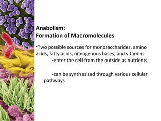 Anabolism:
Formation of Macromolecules
•Two possible sources for monosaccharides, amino
acids, fatty acids, nitrogenous bases, and vitamins
        -enter the cell from the outside as nutrients

      -can be synthesized through various cellular
   pathways
 