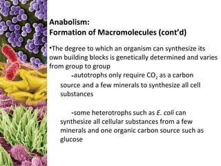Anabolism:
Formation of Macromolecules (cont’d)
•The degree to which an organism can synthesize its
own building blocks is genetically determined and varies
from group to group
       -autotrophs only require CO2 as a carbon
   source and a few minerals to synthesize all cell
   substances

       -some heterotrophs such as E. coli can
   synthesize all cellular substances from a few
   minerals and one organic carbon source such as
   glucose
 