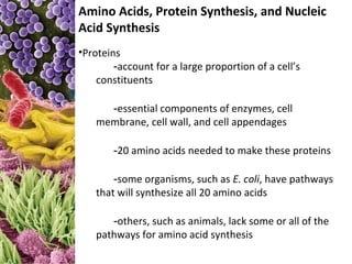 Amino Acids, Protein Synthesis, and Nucleic
Acid Synthesis
•Proteins
        -account for a large proportion of a cell’s
    constituents

      -essential components of enzymes, cell
    membrane, cell wall, and cell appendages

        -20 amino acids needed to make these proteins

        -some organisms, such as E. coli, have pathways
    that will synthesize all 20 amino acids

       -others, such as animals, lack some or all of the
    pathways for amino acid synthesis
 