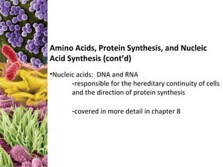 Amino Acids, Protein Synthesis, and Nucleic
Acid Synthesis (cont’d)
•Nucleic acids: DNA and RNA
       -responsible for the hereditary continuity of cells
       and the direction of protein synthesis

       -covered in more detail in chapter 8
 