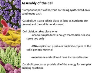 Assembly of the Cell
•Component parts of bacteria are being synthesized on a
continuous basis

•Catabolism is also taking place as long as nutrients are
present and the cell is nondormant

•Cell division takes place when
         -anabolism produces enough macromolecules to
    serve two cells

         -DNA replication produces duplicate copies of the
    cell’s genetic material

        -membrane and cell wall have increased in size

•Catabolic processes provide all of the energy for complex
building reactions
 