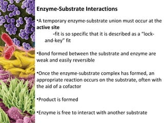 Enzyme-Substrate Interactions
•A temporary enzyme-substrate union must occur at the
active site
        -fit is so specific that it is described as a “lock-
    and-key” fit

•Bond formed between the substrate and enzyme are
weak and easily reversible

•Once the enzyme-substrate complex has formed, an
appropriate reaction occurs on the substrate, often with
the aid of a cofactor

•Product is formed

•Enzyme is free to interact with another substrate
 