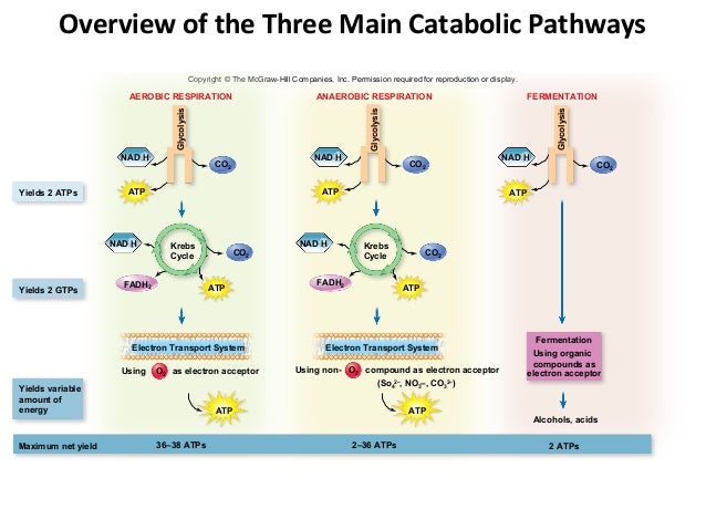 ch 7 microbial metabolism