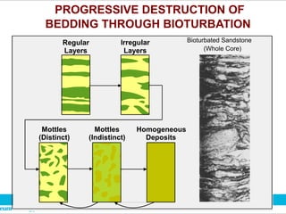PROGRESSIVE DESTRUCTION OF
BEDDING THROUGH BIOTURBATION
Regular
Layers
Irregular
Layers
Mottles
(Distinct)
Mottles
(Indistinct)
Homogeneous
Deposits
(Whole Core)
Bioturbated Sandstone
 