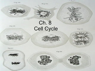 Ch. 8  Cell Cycle 