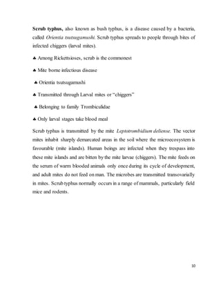 10
Scrub typhus, also known as bush typhus, is a disease caused by a bacteria,
called Orientia tsutsugamushi. Scrub typhus spreads to people through bites of
infected chiggers (larval mites).
 Among Rickettsioses, scrub is the commonest
 Mite borne infectious disease
 Orientia tsutsugamushi
 Transmitted through Larval mites or “chiggers”
 Belonging to family Trombiculidae
 Only larval stages take blood meal
Scrub typhus is transmitted by the mite Leptotrombidium deliense. The vector
mites inhabit sharply demarcated areas in the soil where the microecosystem is
favourable (mite islands). Human beings are infected when they trespass into
these mite islands and are bitten by the mite larvae (chiggers). The mite feeds on
the serum of warm blooded animals only once during its cycle of development,
and adult mites do not feed on man. The microbes are transmitted transovarially
in mites. Scrub typhus normally occurs in a range of mammals, particularly field
mice and rodents.
 