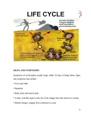 11
SIGNS AND SYMPTOMPS
Symptoms of scrub typhus usually begin within 10 days of being bitten. Signs
and symptoms may include
• Fever and chills
• Headache
• Body aches and muscle pain
• A dark, scab-like region at the site of the chigger bite (also known as eschar)
• Mental changes, ranging from confusion to coma
 