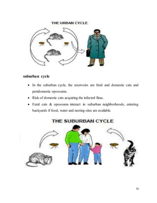 15
suburban cycle
 In the suburban cycle, the reservoirs are feral and domestic cats and
peridomestic opossums.
 Risk of domestic cats acquiring the infected fleas.
 Feral cats & opossums interact in suburban neighborhoods, entering
backyards if food, water and nesting sites are available.
 