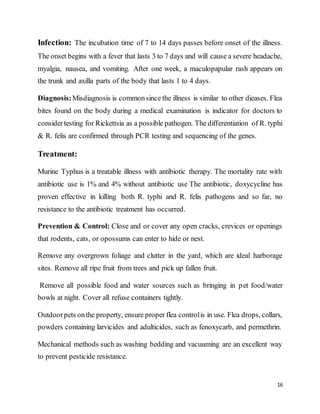 16
Infection: The incubation time of 7 to 14 days passes before onset of the illness.
The onset begins with a fever that lasts 3 to 7 days and will cause a severe headache,
myalgia, nausea, and vomiting. After one week, a maculopapular rash appears on
the trunk and axilla parts of the body that lasts 1 to 4 days.
Diagnosis:Misdiagnosis is commonsince the illness is similar to other dieases. Flea
bites found on the body during a medical examination is indicator for doctors to
considertesting for Rickettsia as a possible pathogen. The differentiation of R. typhi
& R. felis are confirmed through PCR testing and sequencing of the genes.
Treatment:
Murine Typhus is a treatable illness with antibiotic therapy. The mortality rate with
antibiotic use is 1% and 4% without antibiotic use The antibiotic, doxycycline has
proven effective in killing both R. typhi and R. felis pathogens and so far, no
resistance to the antibiotic treatment has occurred.
Prevention & Control: Close and or cover any open cracks, crevices or openings
that rodents, cats, or opossums can enter to hide or nest.
Remove any overgrown foliage and clutter in the yard, which are ideal harborage
sites. Remove all ripe fruit from trees and pick up fallen fruit.
Remove all possible food and water sources such as bringing in pet food/water
bowls at night. Cover all refuse containers tightly.
Outdoorpets onthe property, ensure proper flea controlis in use. Flea drops, collars,
powders containing larvicides and adulticides, such as fenoxycarb, and permethrin.
Mechanical methods such as washing bedding and vacuuming are an excellent way
to prevent pesticide resistance.
 