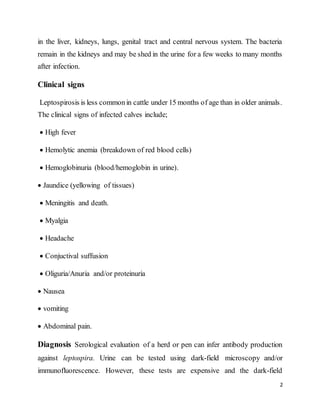 2
in the liver, kidneys, lungs, genital tract and central nervous system. The bacteria
remain in the kidneys and may be shed in the urine for a few weeks to many months
after infection.
Clinical signs
Leptospirosis is less commonin cattle under 15 months of age than in older animals.
The clinical signs of infected calves include;
 High fever
 Hemolytic anemia (breakdown of red blood cells)
 Hemoglobinuria (blood/hemoglobin in urine).
 Jaundice (yellowing of tissues)
 Meningitis and death.
 Myalgia
 Headache
 Conjuctival suffusion
 Oliguria/Anuria and/or proteinuria
 Nausea
 vomiting
 Abdominal pain.
Diagnosis Serological evaluation of a herd or pen can infer antibody production
against leptospira. Urine can be tested using dark-field microscopy and/or
immunofluorescence. However, these tests are expensive and the dark-field
 