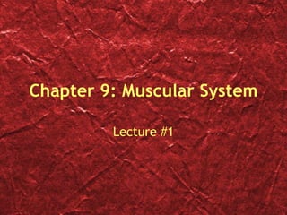 Chapter 9: Muscular System Lecture #1 