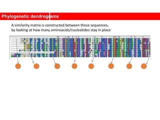 Phylogenetic dendrograms
A similarity matrix is constructed between these sequences,
by looking at how many aminoacids/nucleotides stay in place
 
