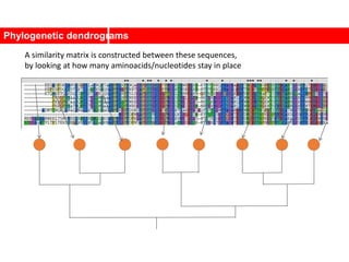 Phylogenetic dendrograms
A similarity matrix is constructed between these sequences,
by looking at how many aminoacids/nucleotides stay in place
 