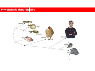 Phylogenetic dendrograms
 