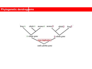 Phylogenetic dendrograms
 