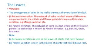 Ch-9_Sc_Plants-Structure-and-functions.pptx