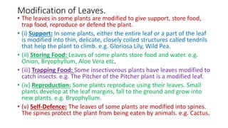 Ch-9_Sc_Plants-Structure-and-functions.pptx