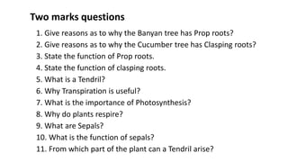 Ch-9_Sc_Plants-Structure-and-functions.pptx