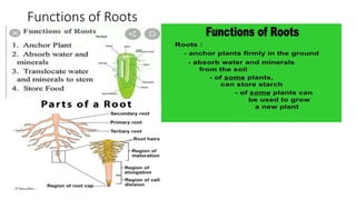 Ch-9_Sc_Plants-Structure-and-functions.pptx