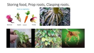 Ch-9_Sc_Plants-Structure-and-functions.pptx