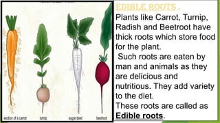 Comprehensive Guide to Plant Roots and Their Functions | PPTX