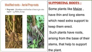 Organethic Roots Support Comprehensive Guide to Plant Roots and Their Functions | PPTX