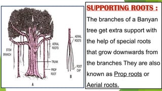 Comprehensive Guide to Plant Roots and Their Functions | PPTX