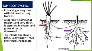 Tap Root Tree Rch Comprehensive Guide to Plant Roots and Their Functions | PPTX