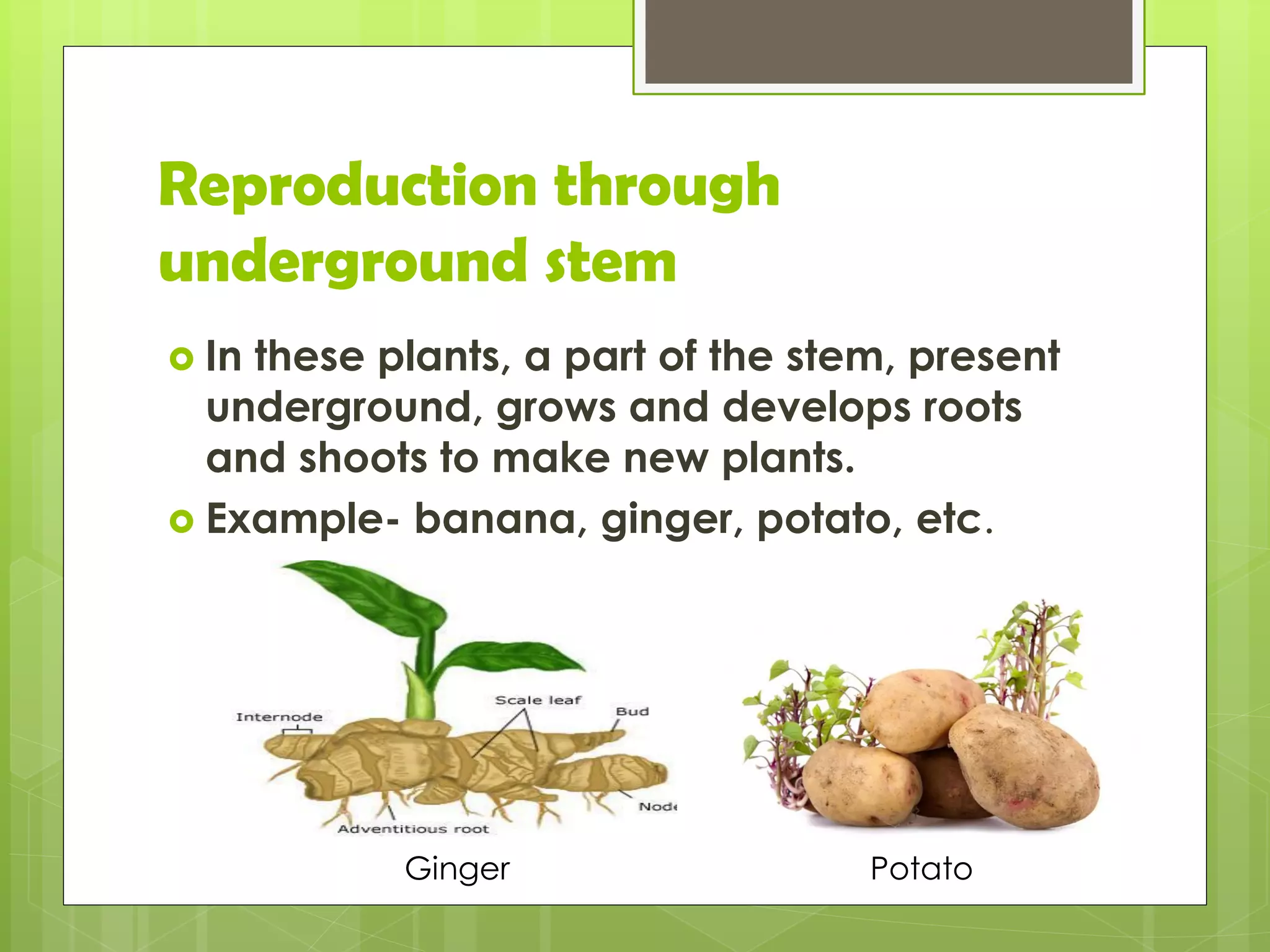 What Grows Example Plants , class V | PDF
