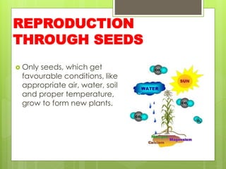 REPRODUCTION
THROUGH SEEDS
 Only seeds, which get
favourable conditions, like
appropriate air, water, soil
and proper temperature,
grow to form new plants.
 