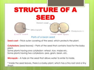 STRUCTURE OF A
SEED
Seed coat – Thick outer covering of the seed, which protects the plant.
Cotyledons (seed leaves) – Parts of the seed that contains food for the baby
plant.
Some plants having one cotyledon- wheat, rice, maize etc.
Some plants having two cotyledons- pea, gram, bean, etc.
Micropyle – A hole on the seed that allows water to enter its inside.
* Inside the seed leaves, there is a baby plant, which has a tiny root and a tiny
shoot.
Parts of a bean seed
 
