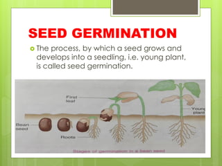 SEED GERMINATION
 The process, by which a seed grows and
develops into a seedling, i.e. young plant,
is called seed germination.
 