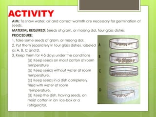 ACTIVITY
AIM: To show water, air and correct warmth are necessary for germination of
seeds.
MATERIAL REQUIRED: Seeds of gram, or moong dal, four glass dishes
PROCEDURE:
1. Take some seeds of gram, or moong dal.
2. Put them separately in four glass dishes, labeled
as A, B, C and D.
3. Keep them for 4-5 days under the conditions
(a) Keep seeds on moist cotton at room
temperature
(b) Keep seeds without water at room
temperature.
(c) Keep seeds in a dish completely
filled with water at room
temperature.
(d) Keep the dish, having seeds, on
moist cotton in an ice-box or a
refrigerator.
 