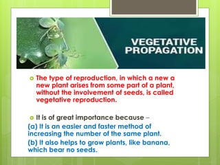  The type of reproduction, in which a new a
new plant arises from some part of a plant,
without the involvement of seeds, is called
vegetative reproduction.
 It is of great importance because –
(a) It is an easier and faster method of
increasing the number of the same plant.
(b) It also helps to grow plants, like banana,
which bear no seeds.
 
