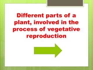 Different parts of a
plant, involved in the
process of vegetative
reproduction
 