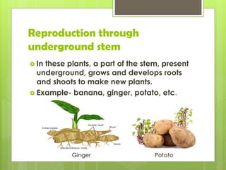 Reproduction through
underground stem
 In these plants, a part of the stem, present
underground, grows and develops roots
and shoots to make new plants.
 Example- banana, ginger, potato, etc.
Ginger Potato
 
