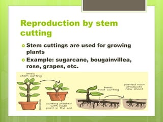 Reproduction by stem
cutting
 Stem cuttings are used for growing
plants
 Example: sugarcane, bougainvillea,
rose, grapes, etc.
 
