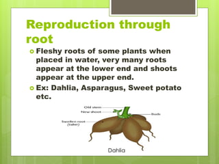Reproduction through
root
 Fleshy roots of some plants when
placed in water, very many roots
appear at the lower end and shoots
appear at the upper end.
 Ex: Dahlia, Asparagus, Sweet potato
etc.
Dahlia
 