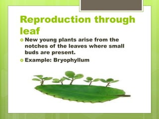 Reproduction through
leaf
 New young plants arise from the
notches of the leaves where small
buds are present.
 Example: Bryophyllum
 