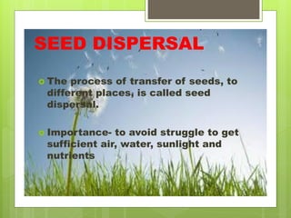 SEED DISPERSAL
 The process of transfer of seeds, to
different places, is called seed
dispersal.
 Importance- to avoid struggle to get
sufficient air, water, sunlight and
nutrients
 