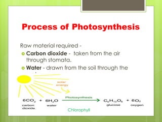 Process of Photosynthesis
Raw material required -
 Carbon dioxide - taken from the air
through stomata.
 Water - drawn from the soil through the
roots
Chlorophyll
 