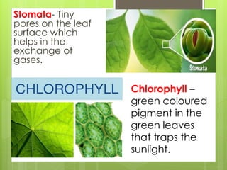 Stomata- Tiny
pores on the leaf
surface which
helps in the
exchange of
gases.
Chlorophyll –
green coloured
pigment in the
green leaves
that traps the
sunlight.
 